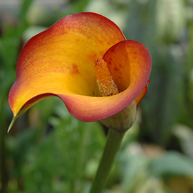 Plant Photo 1