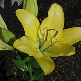 Plant Photo 10