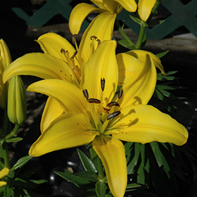 Plant Photo 4
