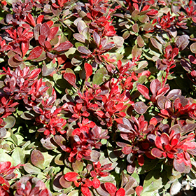 Plant Photo 5