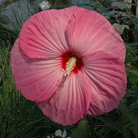 Plant Photo 9