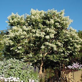 Plant Photo 1