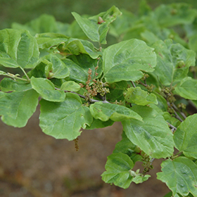 Plant Photo 1