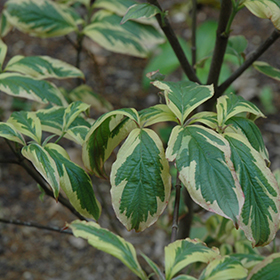 Plant Photo 5