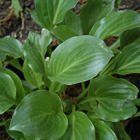 Plant Photo 5