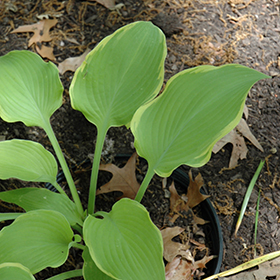 Lakeside Cha Cha Hosta Hosta Lakeside Cha Cha in Drums