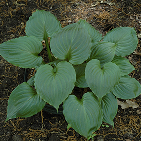 Plant Photo 9