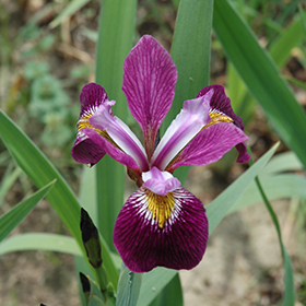 Plant Photo 2