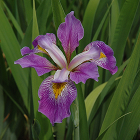 Plant Photo 3