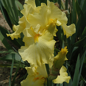 Plant Photo 4