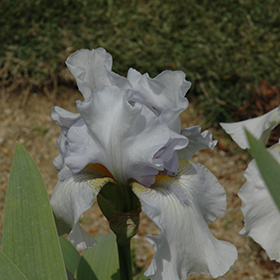Plant Photo 9