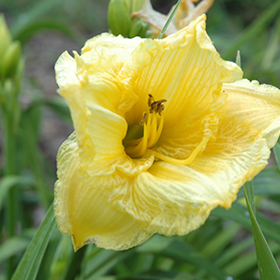Plant Photo 10