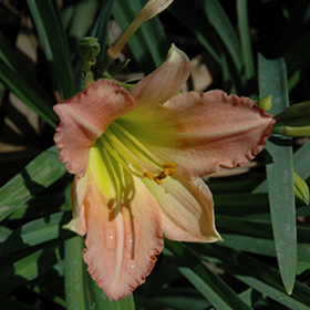 Plant Photo 2