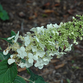 Plant Photo 4