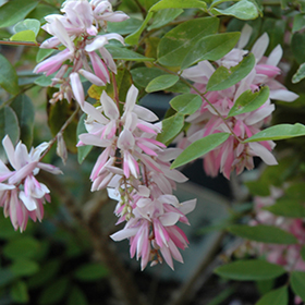 Plant Photo 8