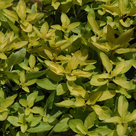 Plant Photo 10