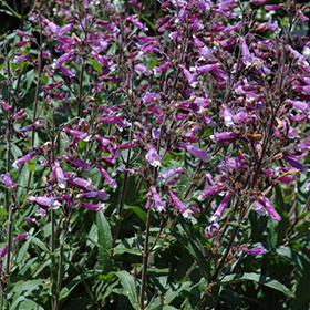Plant Photo 1
