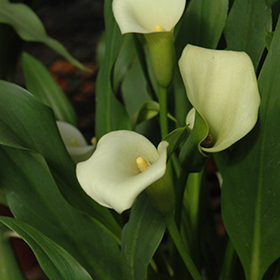 Plant Photo 5