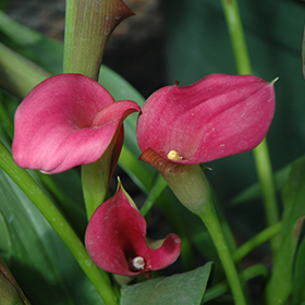 Plant Photo 8