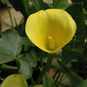 Plant Photo 7