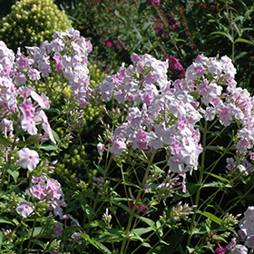 Plant Photo 9