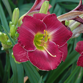 Plant Photo 1