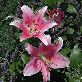 Sorbonne Lily (Lilium 'Sorbonne') in Drums Mountaintop Wilkes