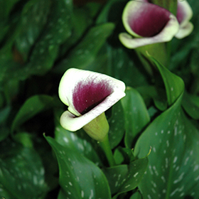 Plant Photo 10