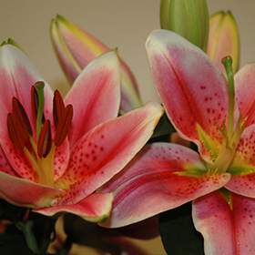Plant Photo 8