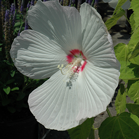 Plant Photo 6