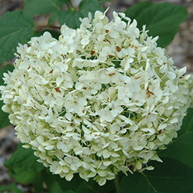 Plant Photo 6