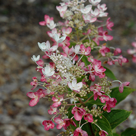 Plant Photo 2