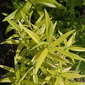 Plant Photo 2