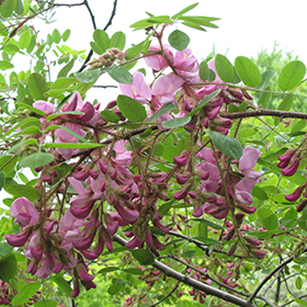 Plant Photo 4