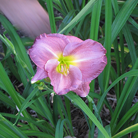 Plant Photo 9