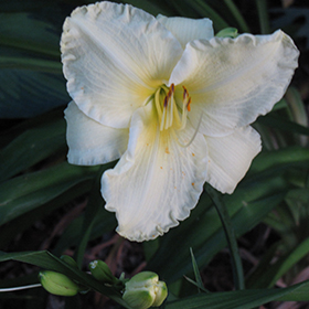 Plant Photo 3