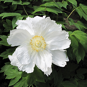Plant Photo 8
