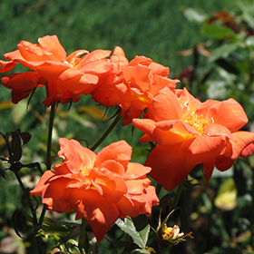 Girl Guide Rose (Rosa 'Girl Guide') in Drums Mountaintop Wilkes-Barre  Hazleton Whitehaven Pennsylvania PA at Beechwood Gardens