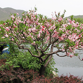 Peppermint Flowering Peach Prunus