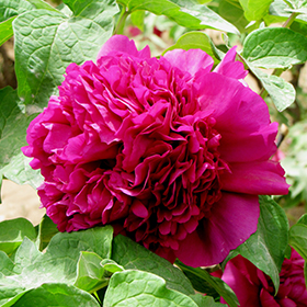 Plant Photo 6