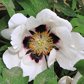 Plant Photo 10