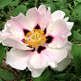 Plant Photo 1