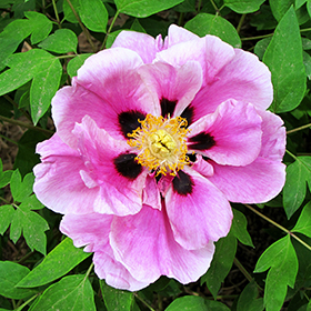 Plant Photo 4