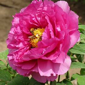 Plant Photo 2