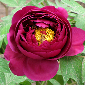 Plant Photo 7