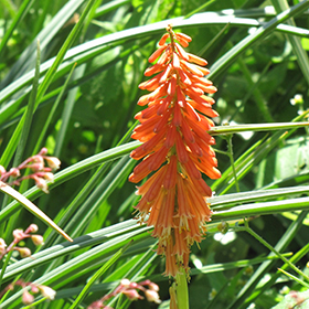 Plant Photo 7