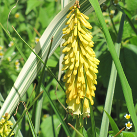 Plant Photo 4