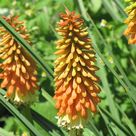 Plant Photo 5