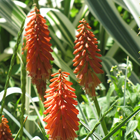 Plant Photo 1