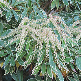 Plant Photo 4